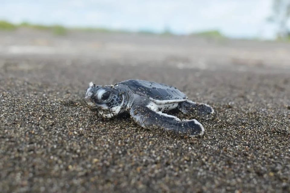 Tortuga marina bebé en playa de Paquera